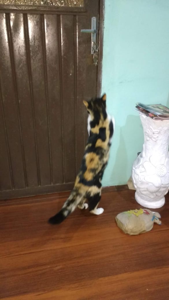 Dia Mundial dos Animais (30)