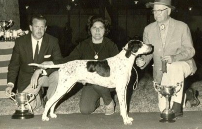 Cão da raça Pointer Inglês