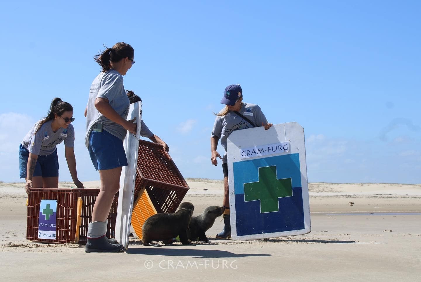 Soltura de lobos marinhos